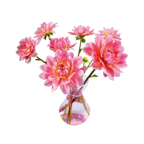 Altijd een vrolijke bos bloemen voor je raam!
Zichtbaar van binnen en buiten!! Tweezijdig bedrukt.
